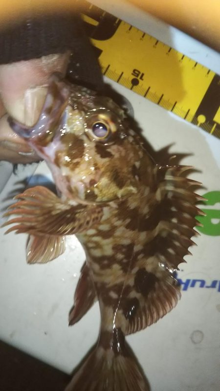 干潮メバリング