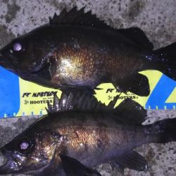 小潮メバリング