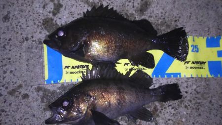 小潮メバリング