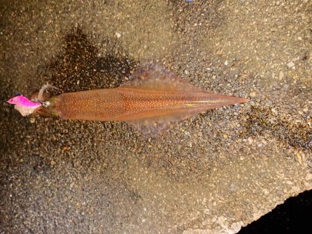 浮釣とせめぎ合い