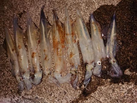 ウネリの中良型揃い