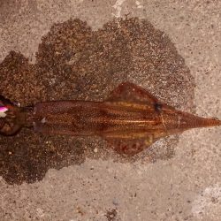 好状況ながら渋い