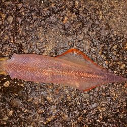 厳しくなりました