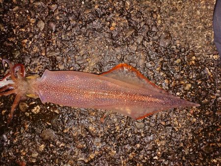 厳しくなりました