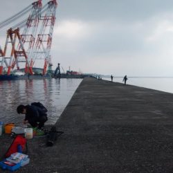 播磨新島で良型キスが釣れました