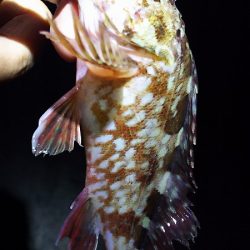 久しぶりに釣り。