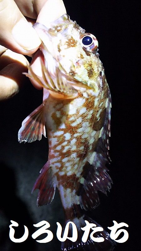 久しぶりに釣り。