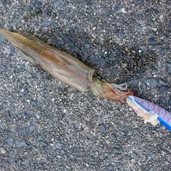 ヤリイカ釣り４
