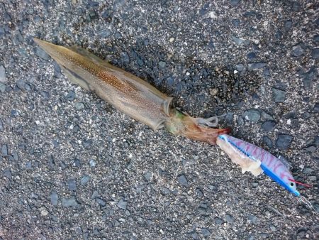 ヤリイカ釣り４