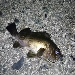 ヤリイカエギング５