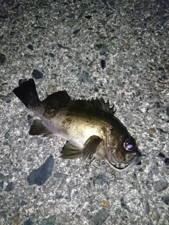 ヤリイカエギング５