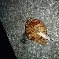 ヤリイカエギング６