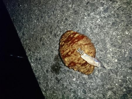 ヤリイカエギング６