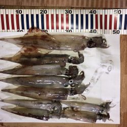 ヤリイカ自己記録更新！