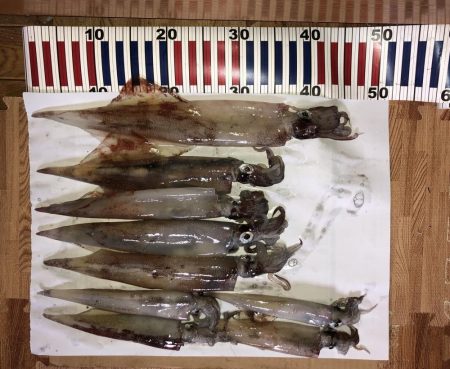 ヤリイカ自己記録更新！