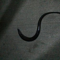 堤防での五目釣り挑戦