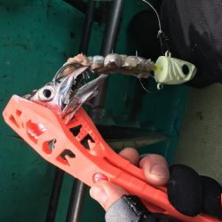 洲本沖タチウオ