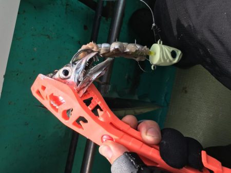 洲本沖タチウオ