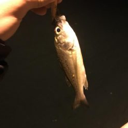 ナイトフィーバー