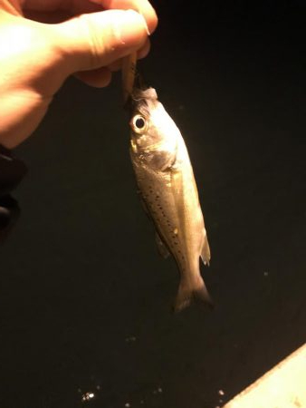 ナイトフィーバー