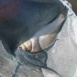 両グルテン　バランス底釣り　