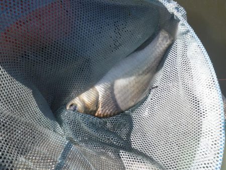 両グルテン　バランス底釣り　