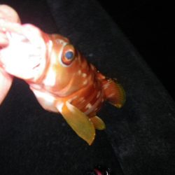 12時間耐久ライトロック