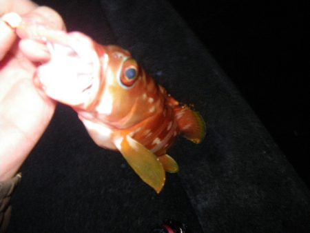 12時間耐久ライトロック