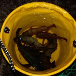 釣れたり釣れなかったり