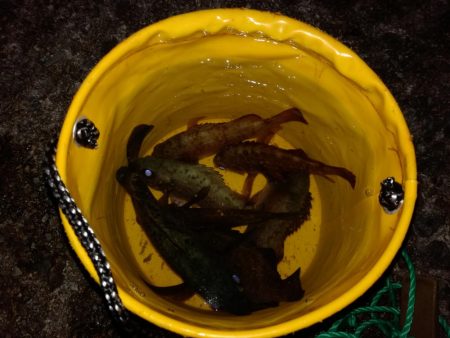 釣れたり釣れなかったり