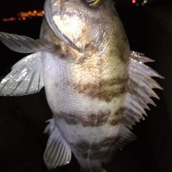 メバル☆スズキ☆メバル