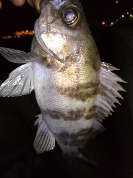 メバル☆スズキ☆メバル