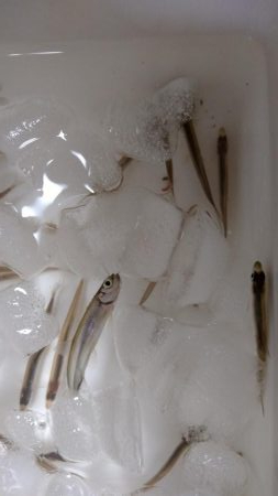 二年振りの余呉湖