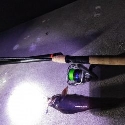 夜釣り