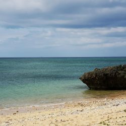 西表島でアオリイカ