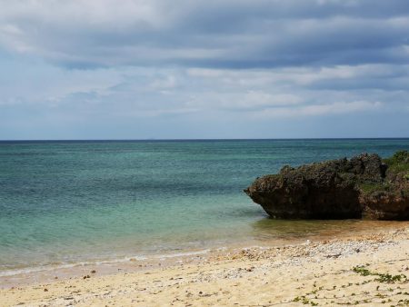 西表島でアオリイカ