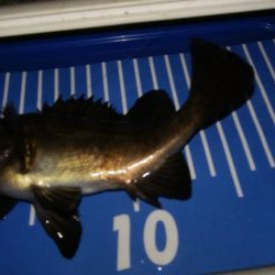 極寒メバリング