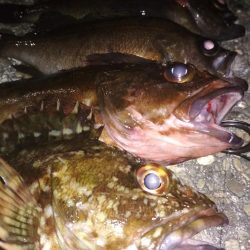 メバリングラビングバズ