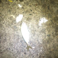 今夜もメバル釣り
