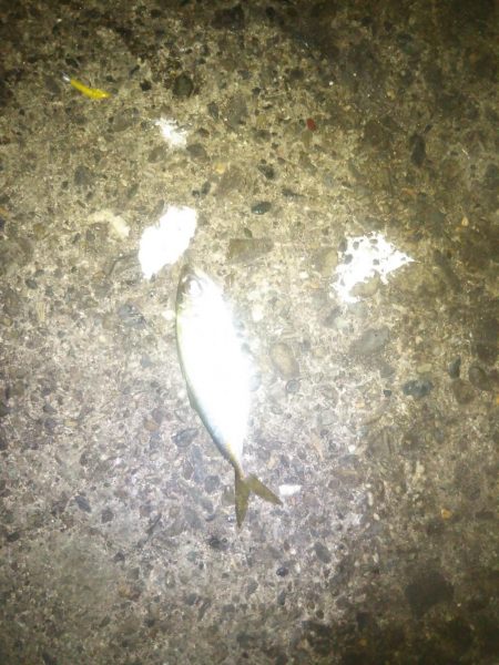 今夜もメバル釣り