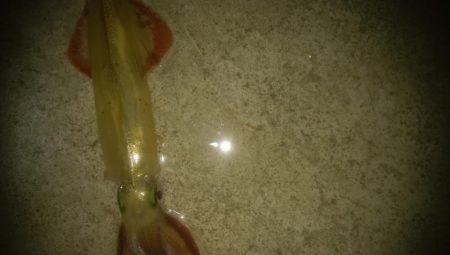 邪道エギングでヤリイカ3杯