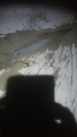 にゃんこの日にヤリイカ3杯とスルメ1杯!!