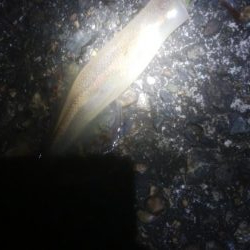 はじめての場所でヤリイカ・ヒイカ