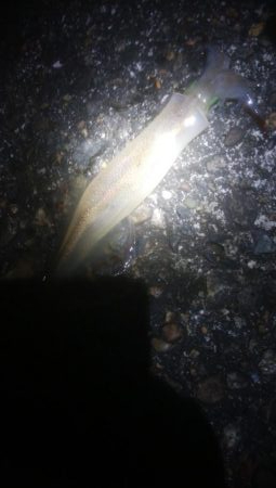 はじめての場所でヤリイカ・ヒイカ