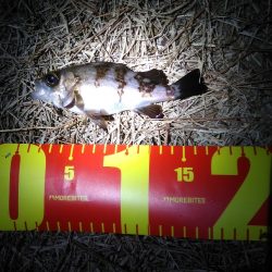 カレイとイイダコ　ポツポツ