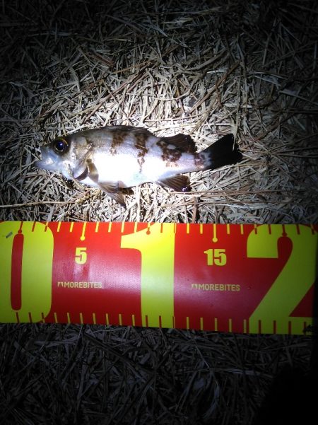 カレイとイイダコ　ポツポツ