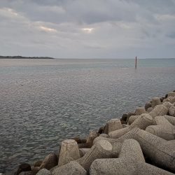 今朝は強風が復活、渋くオオメカマス