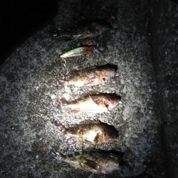 小潮で長い時合　　　カサゴ祭り