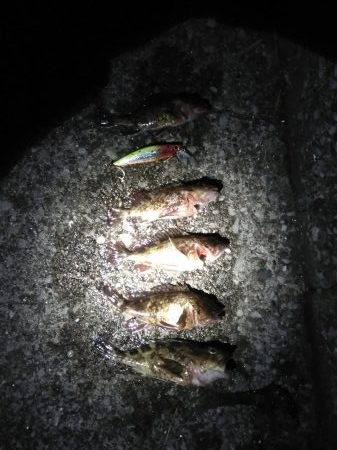 小潮で長い時合　　　カサゴ祭り