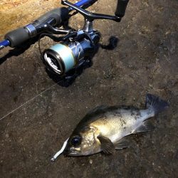 磯メバル　リベンジ